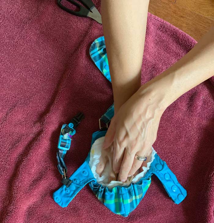5. Diaper insert being stuffed into diaper harness prior to diapering a duck. How to diaper a duck, goose, or chicken.