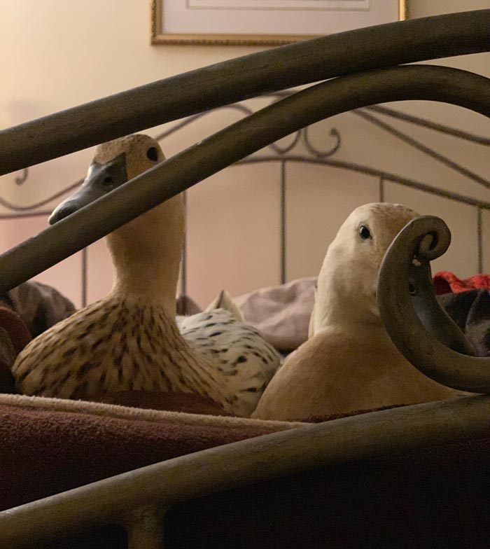 Jackson (right) and Marigold, aka Mawy (left), settled in at the foot of our bed for the night. This arrangement would not be suitable for their human bedmates without duck diapers being part of the equation.