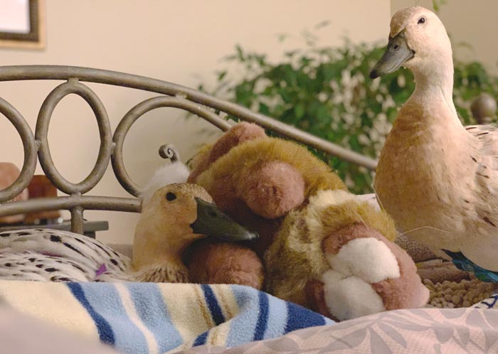 Good morning! Mawy and Jackson waking up in the morning. Mawy is particular fond of Hawk, her pet stuffed rabbit.