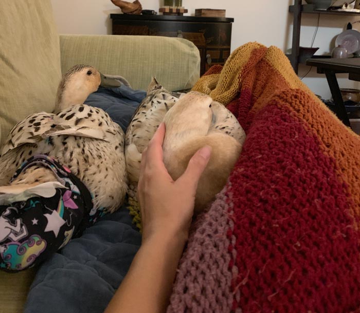 Our size #4 baby diaper ducks resting on the couch next to The Tyrant.