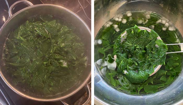Left: Stinging nettle leaves flash boiling. Right: