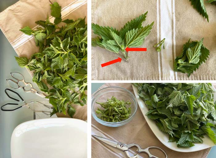 How do you process stinging nettle leaves? We recommend using scissors and kitchen tongs (or gloves). Top right photo arrows show where we cut leaves off of stalks to use the most tender leaves and parts of the plant. Bottom right photo shows left over stems (for compost) plus finished stinging nettle leaves ready for use.