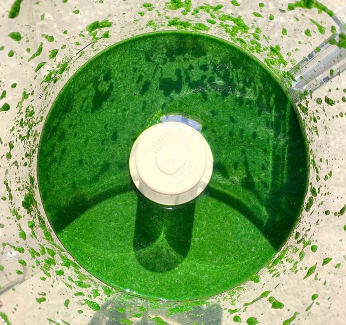 Vibrant green stinging nettle puree.