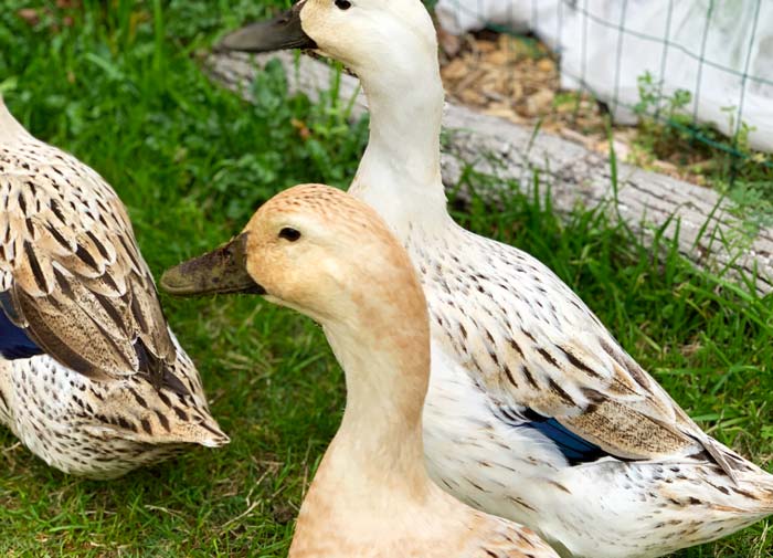 Duck eyesight: Jackson the duck looking at us at 2.5-3x human resolution. It's a good idea to wear makeup around your ducks so they don't think less of you.