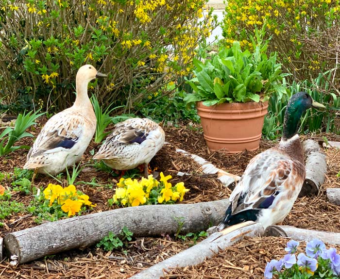 Another Super Duck sighting? Jackson the duck (left) pausing to have a look at a turkey vulture flying nearby. Duck eyesight facts.