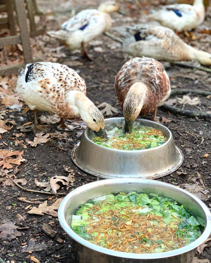 Our ducks enjoying a nice morning offering of organic lettuce and kale plus a sprinkling of mealworms. From: What to feed pet or backyard ducks to maximize their health and longevity.