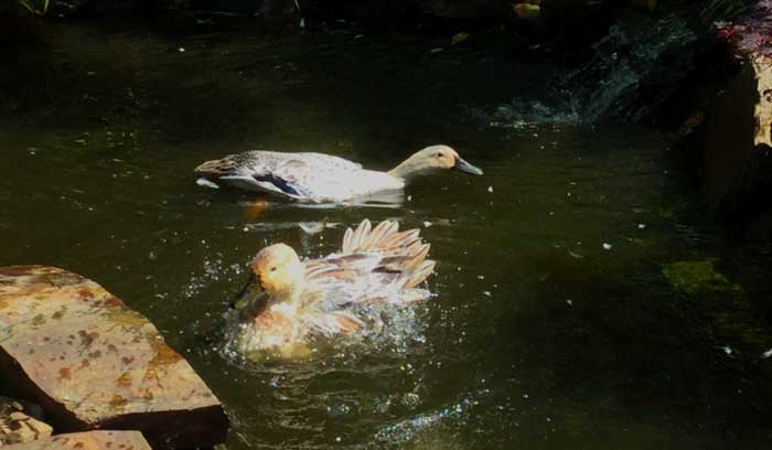 One duck flat-backing to signal her readiness to be mounted while the other duck finishes up a quick bath.