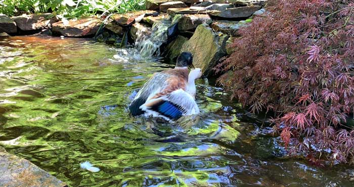 Our eight year old drake, Winnie the Screw, is still going strong. It's possible that someone is slipping waterfowl viagra into his water bowl at night.