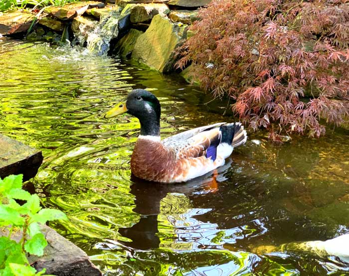 Winnie on May 5. You can see where his green head feathers are just starting to change to a more subtle, mottled grey and black color.