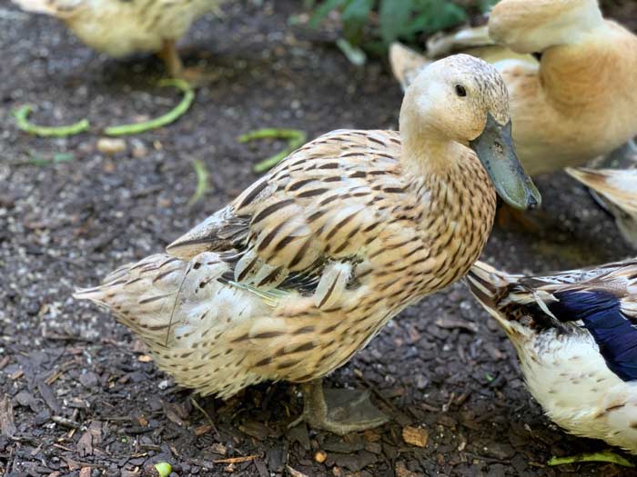 Primrose, one of our ducks, molting. Here you can see she's lost her tail and wing feathers as part of her late summer-early fall 