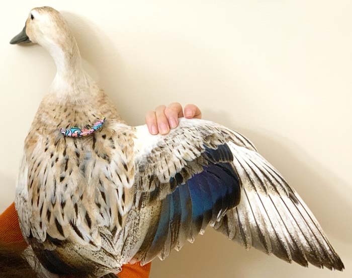 Jackson the duck showing off her beautiful flight feathers. Ducks have three types of feathers: 1) flight feathers on their wings and tails, 2) contour feathers covering their bodies, making them waterproof and buoyant, and 3) down: the fluffy feathers beneath their contour feathers that keep them warm. 