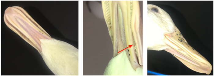 Photo montage of a Pekin duck bill shared with us by @Kelabooty on Instagram. Notice the center picture showing where her duck's lamellae had broken off versus the right side image where the lamellae had grown back. We remarked on how much longer her duck's lamellae are than our ducks' and found out this is an indoor pet duck. Since our ducks forage and spend lots of time outdoors, they're likely keeping their lamellae ground down more. 