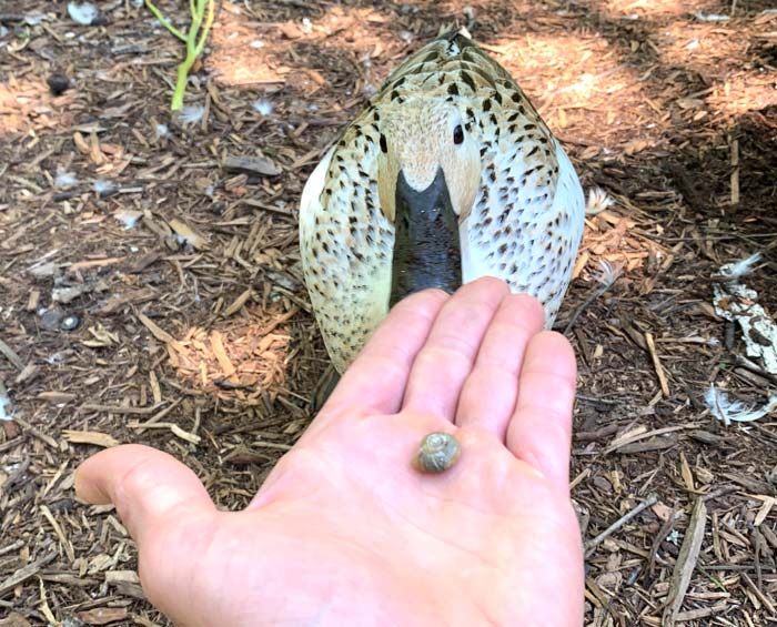 Primrose the duck about to a snail for the sake of science. 