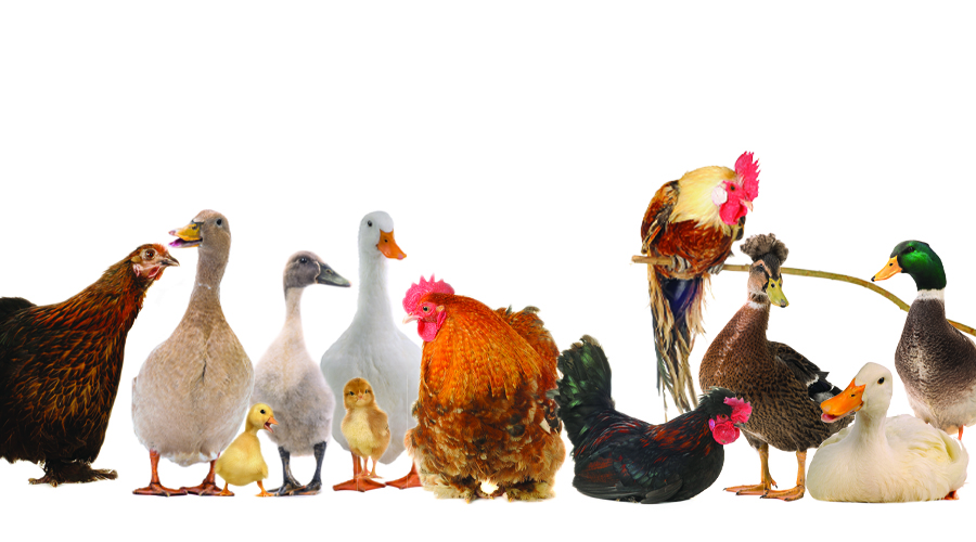 Backyard ducks vs chickens: 12-point comparison thumbnail