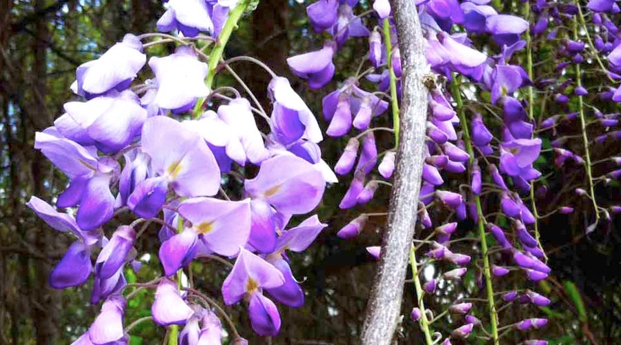 Our top-3 favorite wild edible flowers of spring thumbnail
