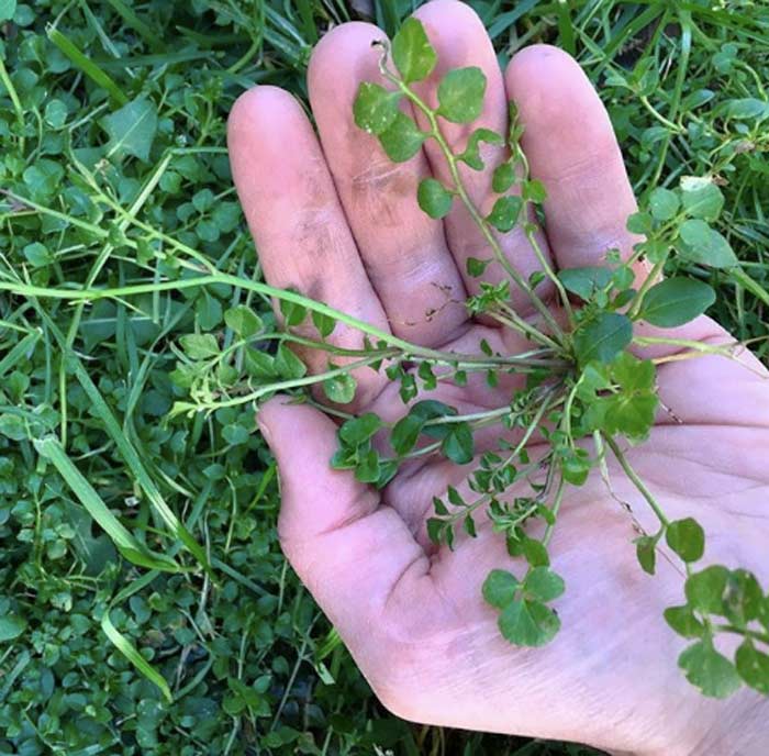 16 common edible weeds growing in your yard... with recipes! - Tyrant Farms