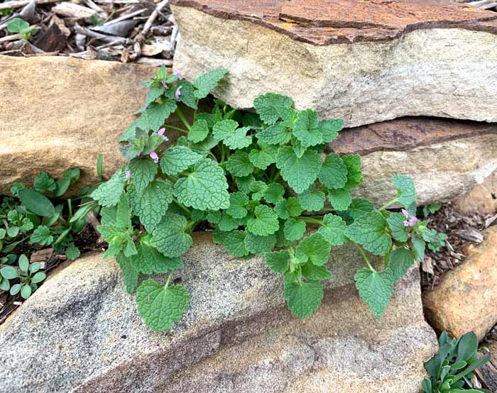 Young dead nettle in one of our rock walls. The leaves on young dead nettle plants are green. They don't begin to blush purple until they mature. Edible weeds: dead nettle (Lamium purpureum).