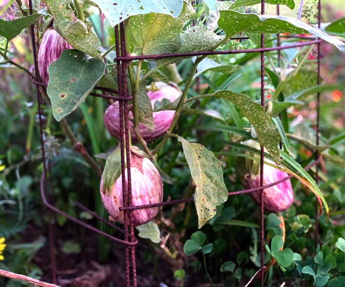 If you have a garden full of eggplants that you're trying to figure out how to use, we're here to help!