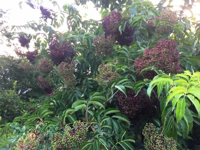 Elderberry clusters ripening on our trees. The only parts of elderberry plants that are safe to eat are the flowers and ripe berries.