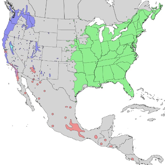 Native range of North American Sambucus nigra subspecies. Image courtesy Elbert L. Little, Jr., of the U.S. Department of Agriculture, Forest Service.