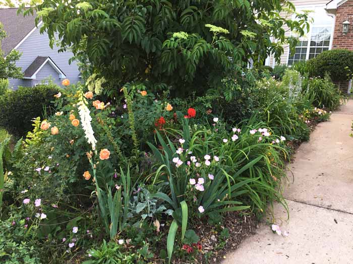 One of the elderberry trees in our front yard (large plant in the back with white flower clusters). Growing elderberry trees by Tyrant Farms.