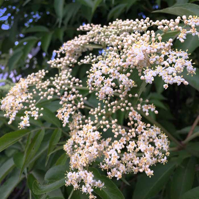 Growing Elderberry Trees For Elderberries and Elderflowers Tyrant Farms