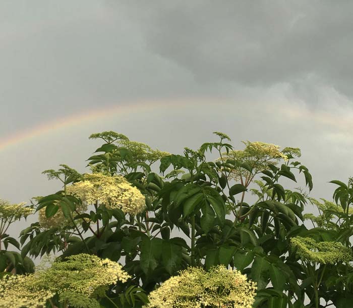 This rainbow formed over the top of blooming elderflowers which is an undeniable sign that you should starting growing elderberry trees this year.