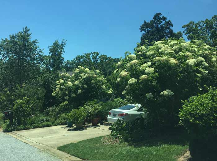This is the entrance to our driveway when our elderflower trees are in full bloom. Growing elderberry trees by Tyrant Farms