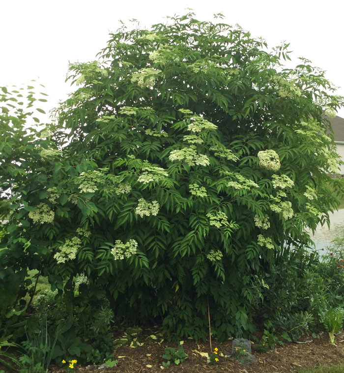 Growing Elderberry Trees For Elderberries and Elderflowers Tyrant Farms