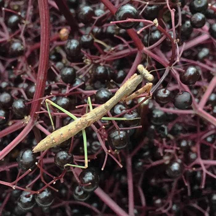 This Carolina mantis says that all varieties of elderberry are its favorite.
