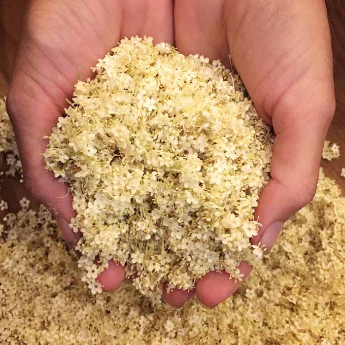 Freshly harvested and processed elderflowers, ready to be dehydrated or used fresh in recipes.