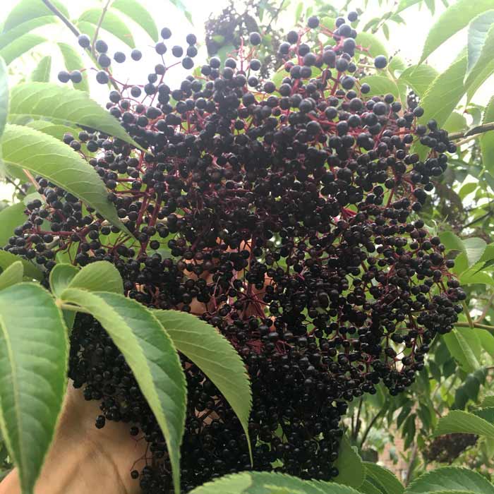 Growing Elderberry Trees For Elderberries and Elderflowers - Tyrant Farms