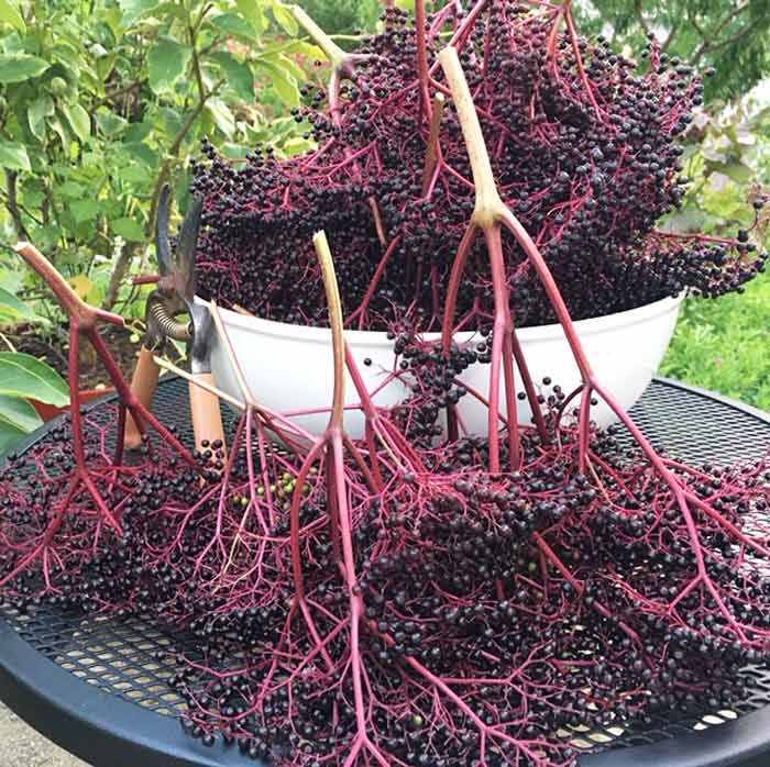 A beautiful black elderberry harvest.