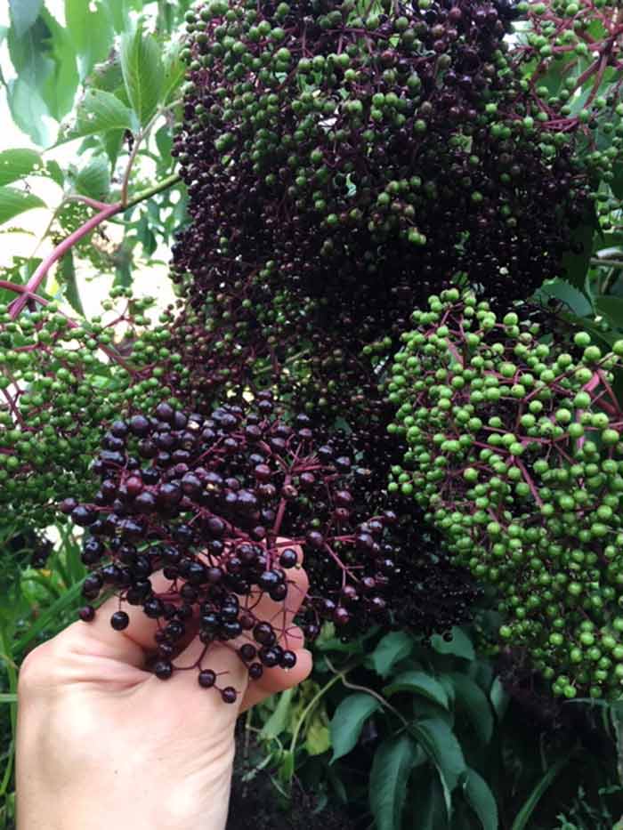 Here are ripening elderberry clusters on the same tree. The first clusters will ripen up to two weeks before the final clusters ripen.