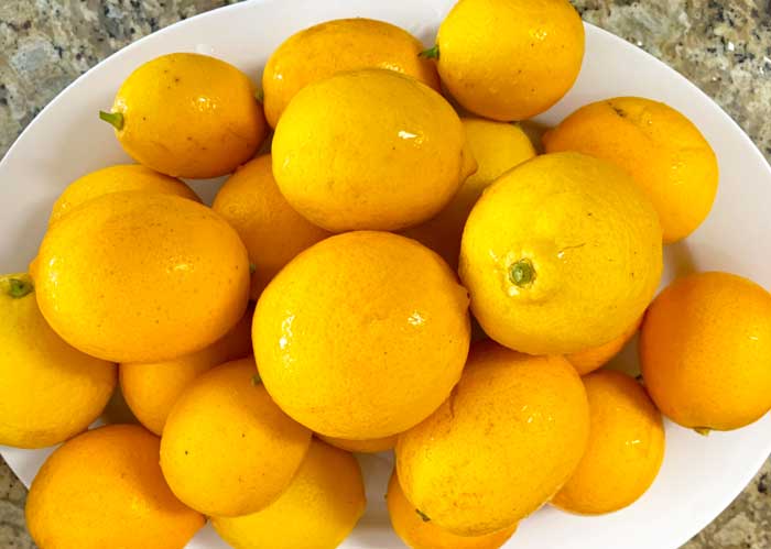 Meyer lemons from our tree about to be turned into fermented lemonade.