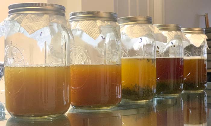 Day 15 finished fermented teas ready for final straining. 