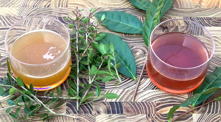 How to make fermented tea (not kombucha) thumbnail