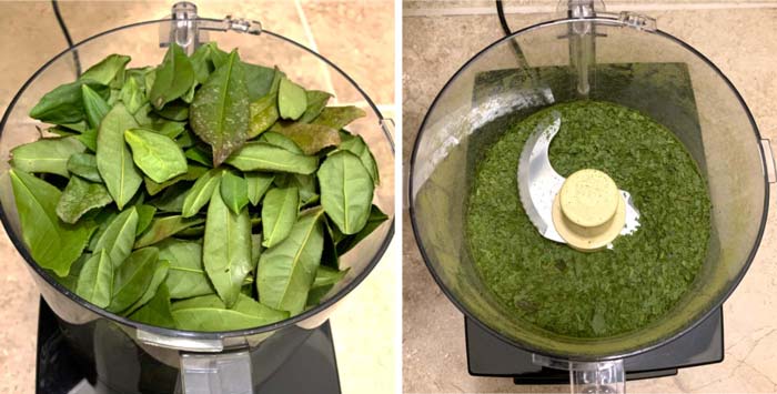 Camellia sinensis leaves dried for 3 weeks then pulverized in a food processor. We were curious to see and taste the differences between fresh chopped leaves and dried pulverized leaves.