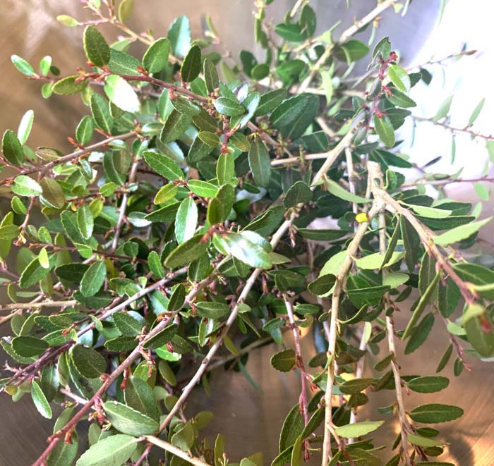 Yaupon holly leaves are quite small compared to Tea Camellia leaves.