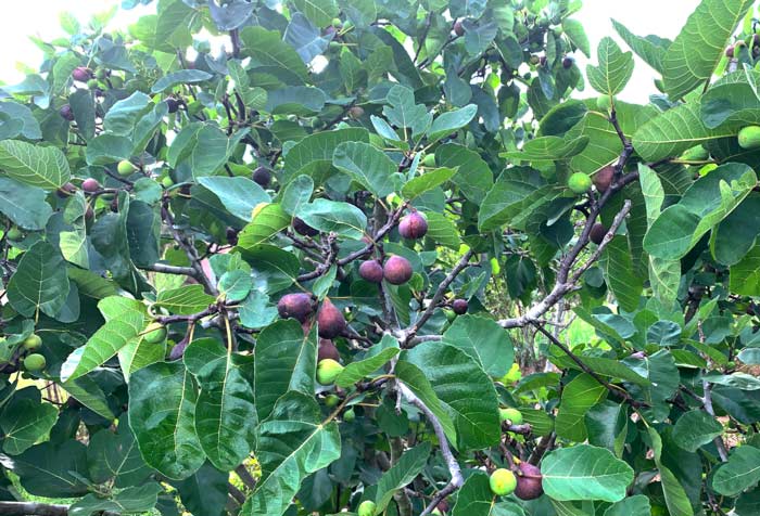 The figs we used to do the maths. Loaded fig tree.