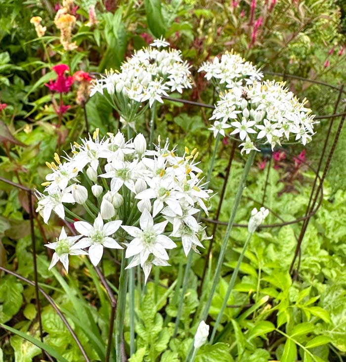 Garlic chive flowers add beauty and wonderful bursts of onion flavor to salads and other dishes. 