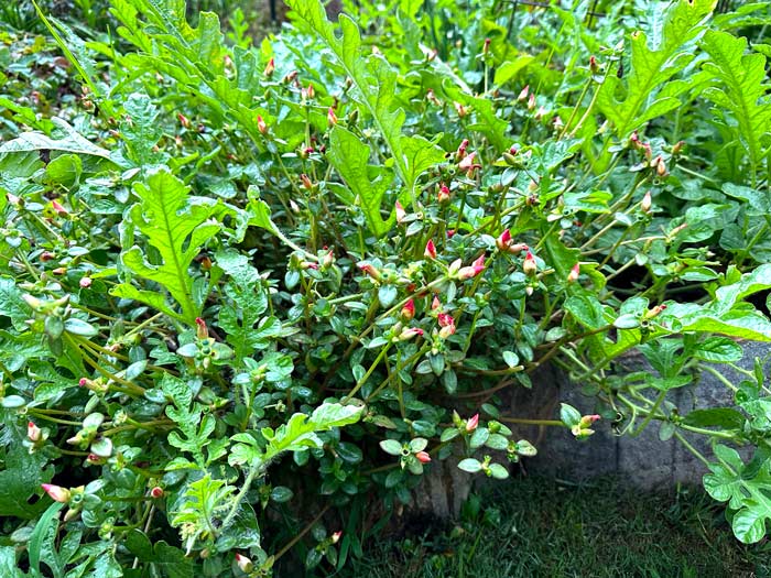 Fruits and veggies. A purslane plant and a watermelon plant commingling in our garden. 