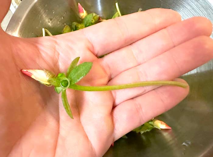 Purslane section pinched off and ready to go in the harvest basket. 