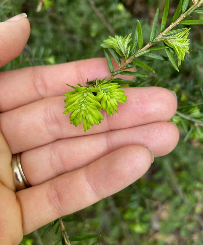 Tender young spring growth buds on Eastern hemlock trees. These are an excellent, Vitamin-C packed forest edible.
