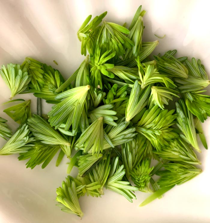 Eastern hemlock buds ready to be made into a salad dressing.