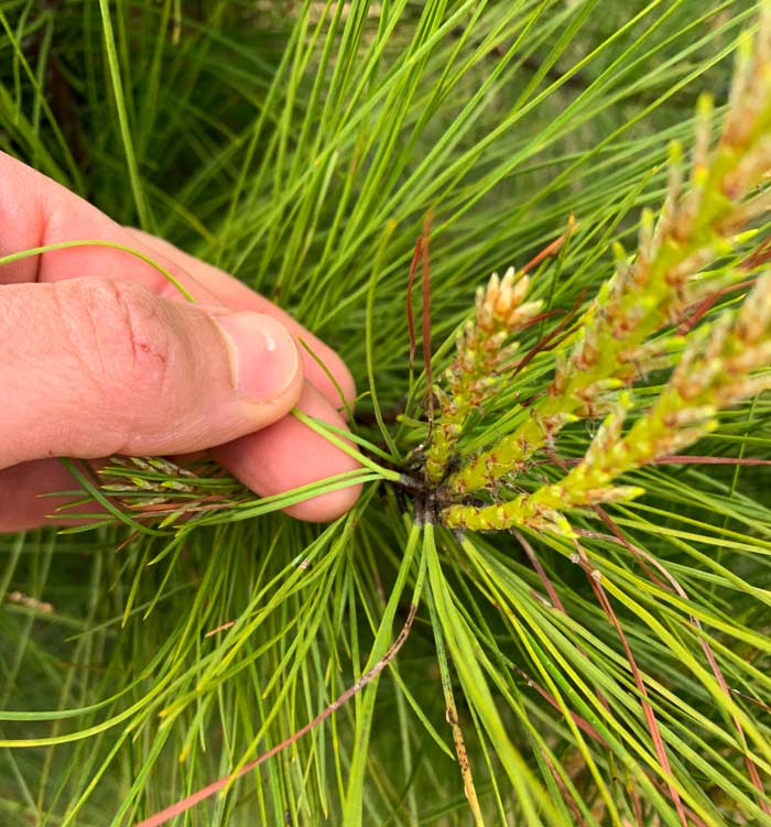 Pine needles and growth buds. There are quite a few species of pines and we're not great at identifying them, although all produce good edible leaf buds in the spring. We think this one is a Loblolly Pine based on the number of needles in a cluster (3) and needle length.