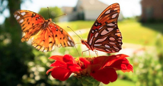 Gulf fritillary butterflies on zinnia flowers.