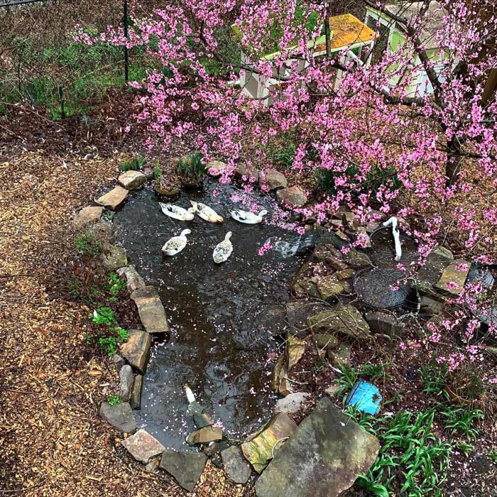 Our duck pond in early spring just as the peach flowers are blooming.