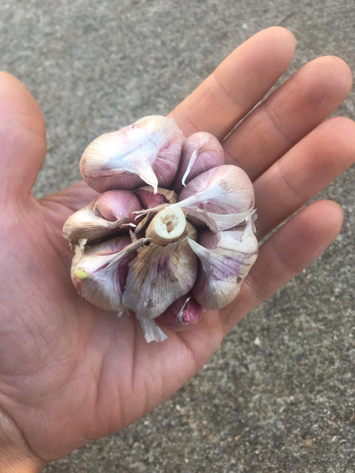 Here you can clearly see the individual cloves in this hardneck garlic bulb.