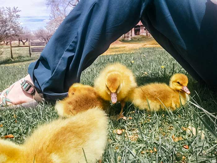 Take your goslings outside as soon as possible to introduce them to the grasses and weeds you want them to develop a taste for. Supervised, of course.